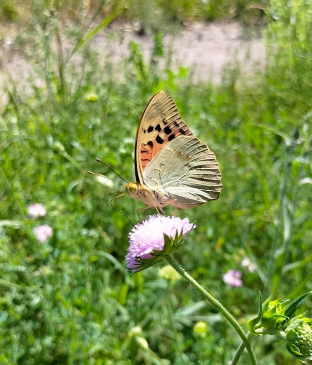 Фото Тоні Головатюк