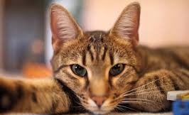 Таємна мова котів: сигнали, які не варто ігнорувати - фото з відкритих джерел