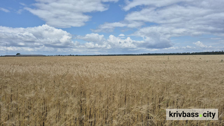 Криворізький вікенд: свіжі новини про події 5 та 6 вересня для всієї родини