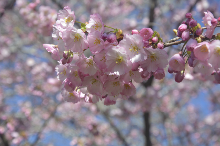 Фото Криворізького ботанічного саду