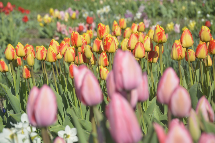 Фото криворізького ботсаду