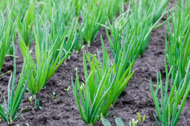 П’ять морозостійких сортів озимої цибулі, які не підведуть - фото з відкритих джерел