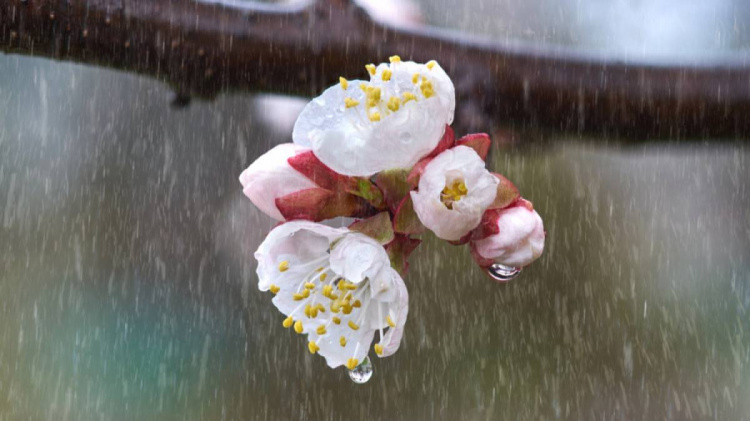 Весняна нестабільність: Україну чекають дощі та прохолода 11-12 квітня