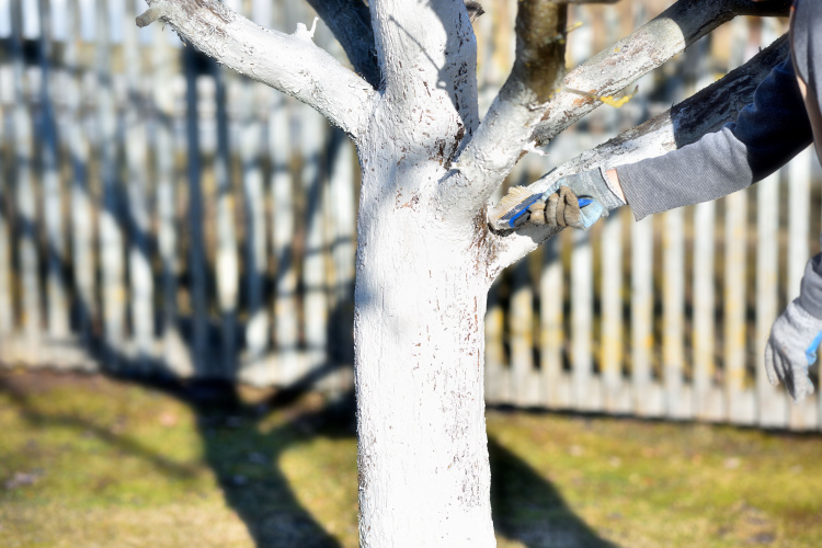 Осіння побілка дерев: навіщо, коли і як це робити правильно - фото з відкритих джерел