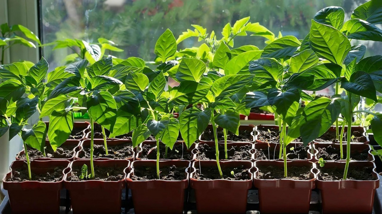 Без хімії: як молочний розчин захищає і зміцнює розсаду - фото з відкритих джерел