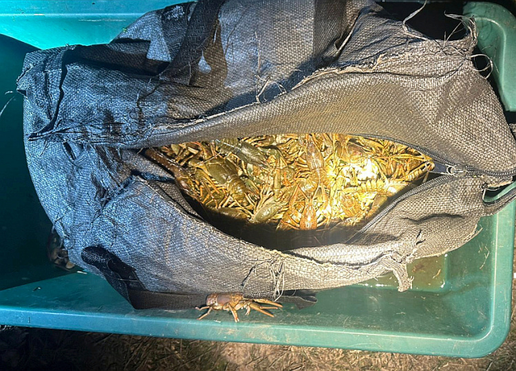 Незаконний вилов раків - фото Дніпропетровський рибоохоронний патруль