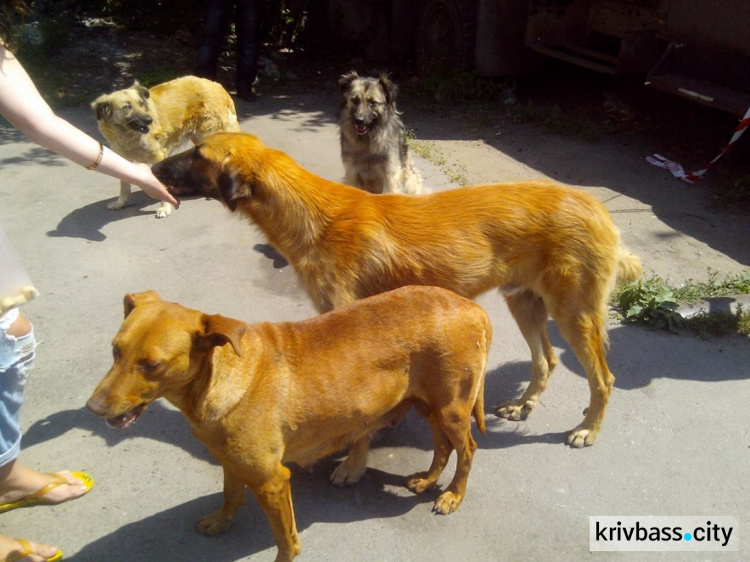 В Кривом Роге насчитали 6911 бездомных собак (ИНФОГРАФИКА+ФОТО)