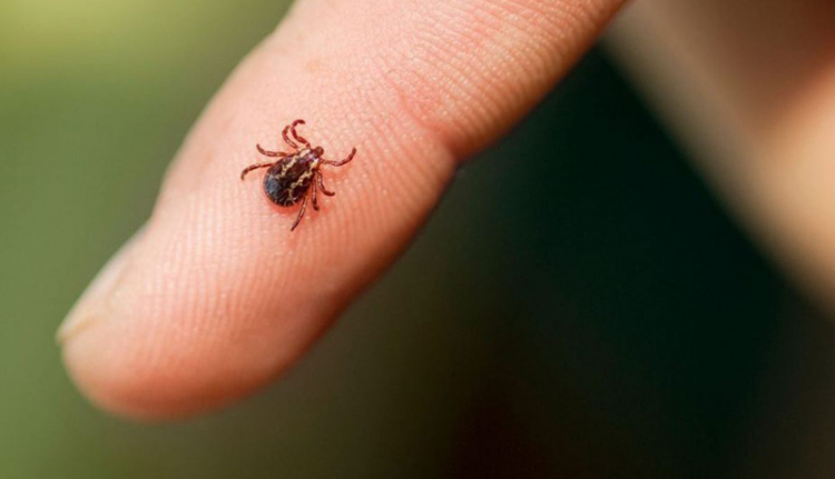 Це може врятувати здоров’я: перші дії після укусу кліща