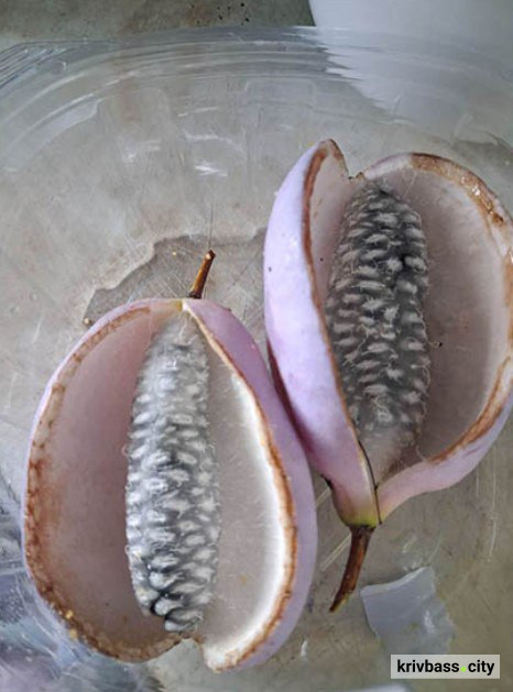 фото Вікторії Тротнер