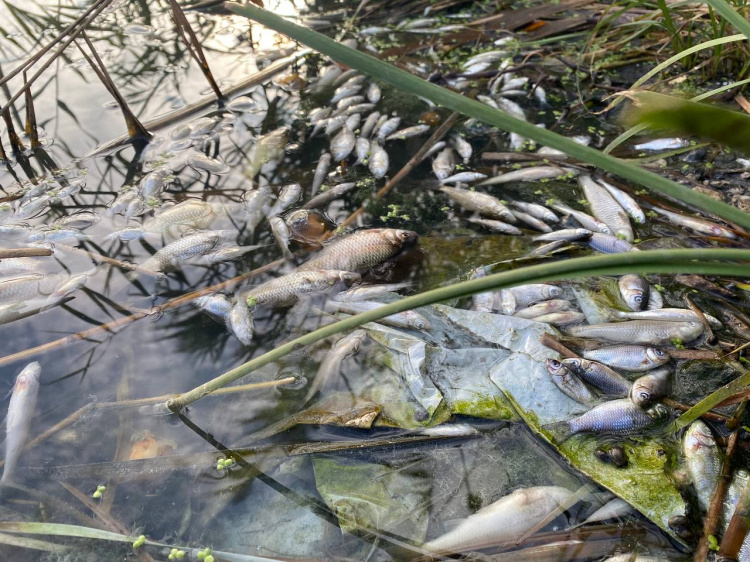 Сморід та дохла риба у Балці Калетіна, що у Кривому Розі: коментар еколога