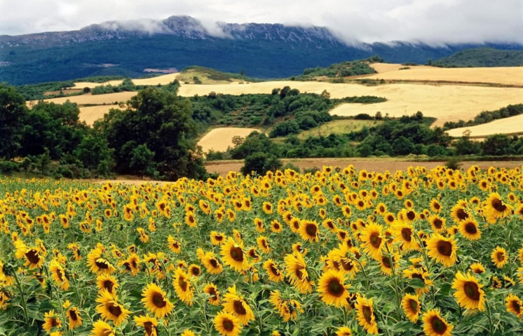 Погода на вікенд - фото ілюстративне з відкритих джерел  