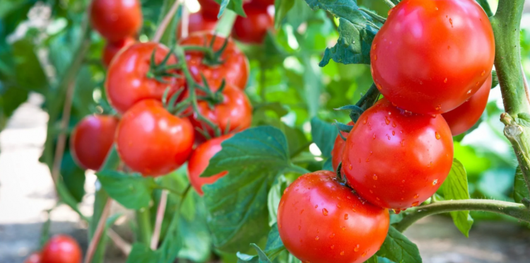 Щоб помідори були як мед: чим підживити томати в липні - фото з відкритих джерел