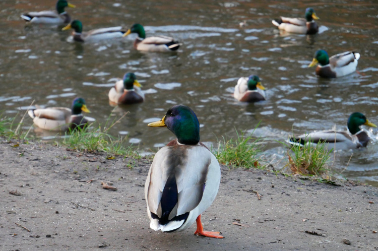 Чим не можна годувати птахів - фото з відкритих джерел