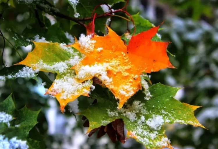 Народні спостереження: передбачаємо зиму без прогнозів - фото з відкритих джерел
