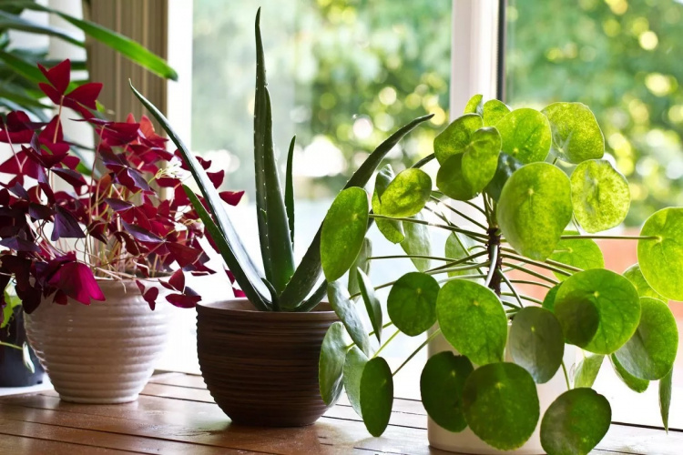 Як кімнатні рослини допомагають очистити повітря і прибрати плісняву - фото з відкритих джерел