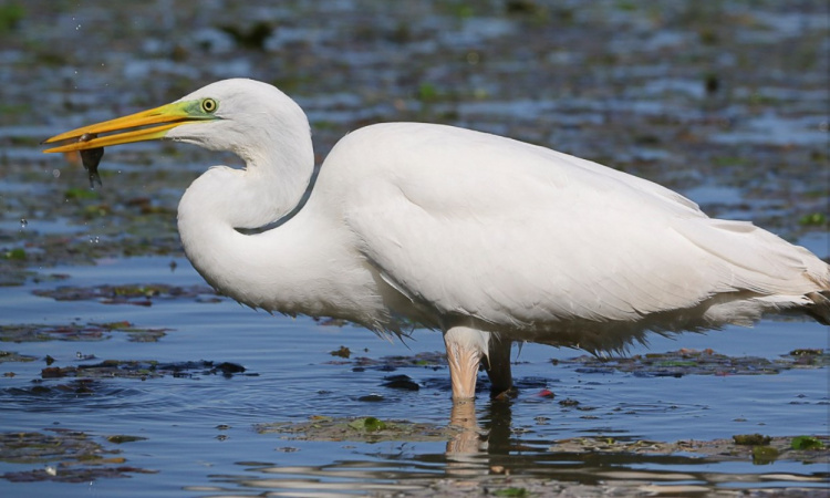 Чапля біла, Фото Юрія Мухіна