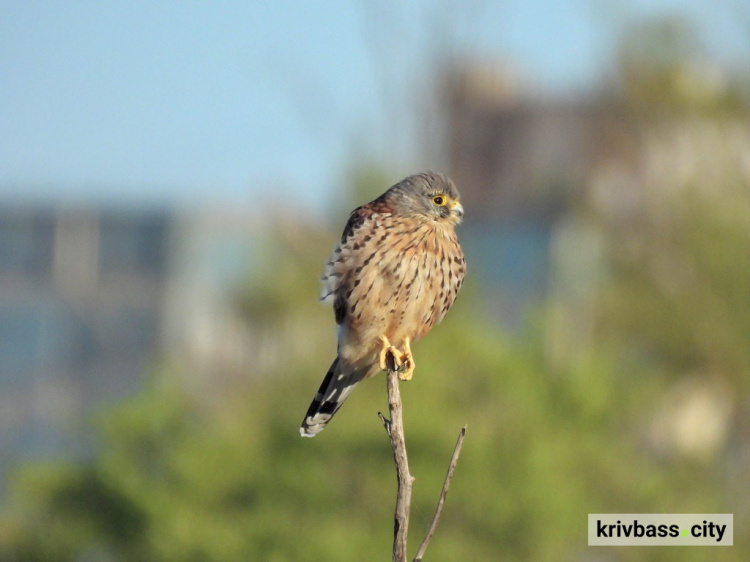 Фото Ігоря Янчука