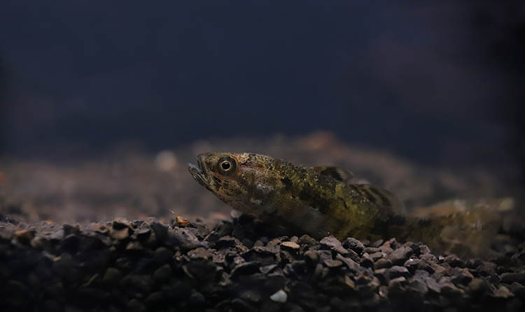 фото Віктора Севідова