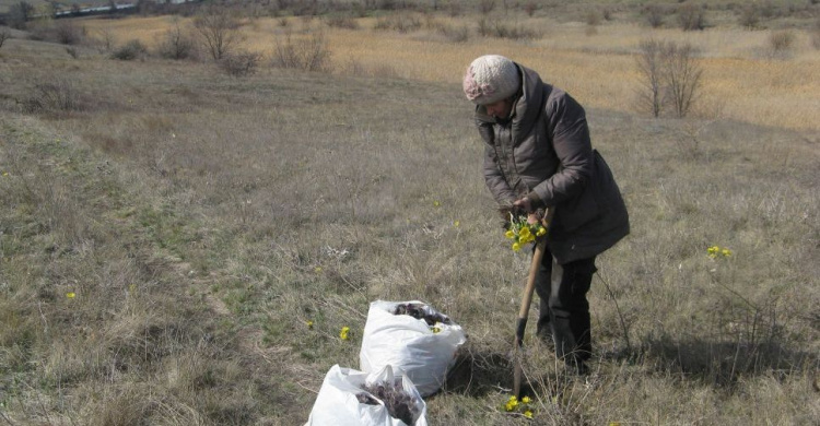 В Кривом Роге  пенсионерки уничтожают краснокнижные растения (фото, видео)