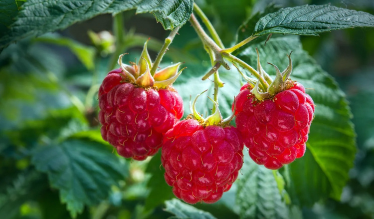 Як правильно підживити малину навесні для щедрого врожаю