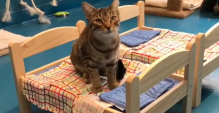 Братьям меньшим: Ikea подарила мини-кроватки кошкам из приюта