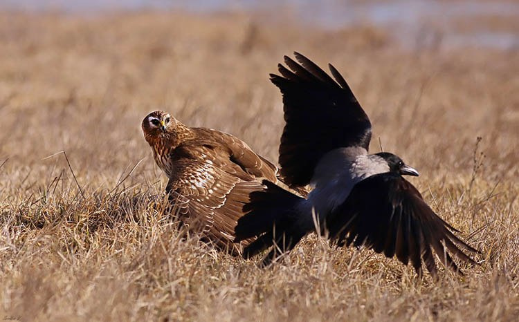 фото Віктора Севідова 