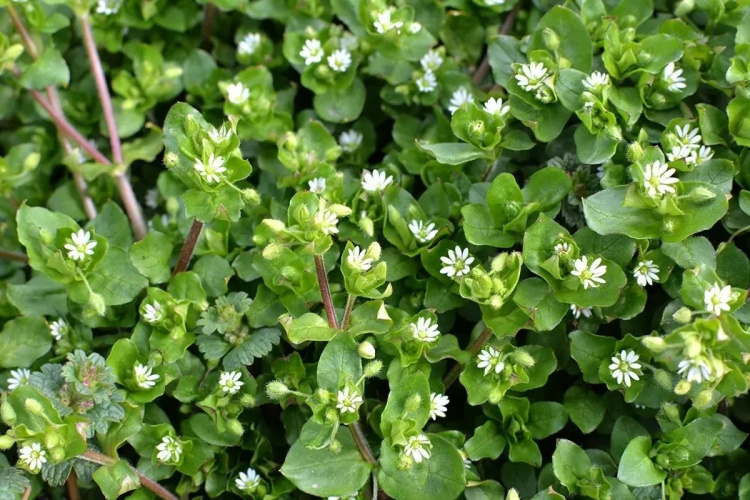 Чому росте мокриця і як її зупинити - фото з відкритих джерел