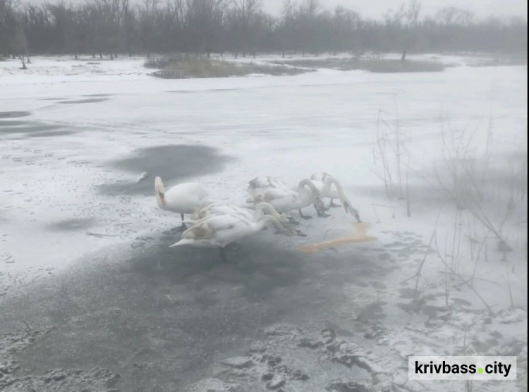 Лебеді на льоду, фото Галини Найдюк