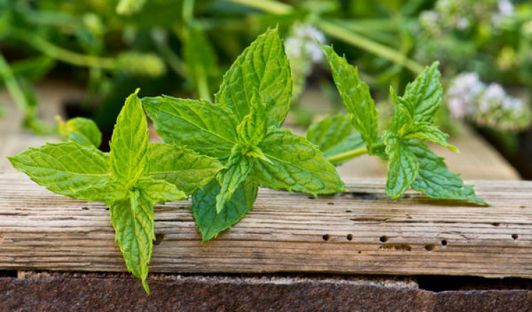 Чим корисна м’ята - фото з відкритих джерел