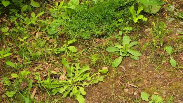Чому досвідчені городники вкривають землю картоном - фото з відкритих джерел