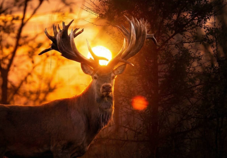 Олень, що мав принести Україні Гран-прі, загинув від кулі - фото з відкритих джерел