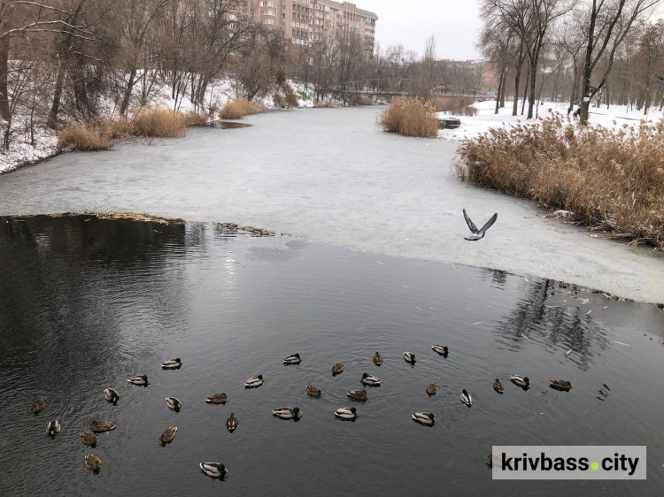 Моніторинг повітря та відновлення річок: скільки спрямували грошей на екологічні проєкти у Кривому Розі 