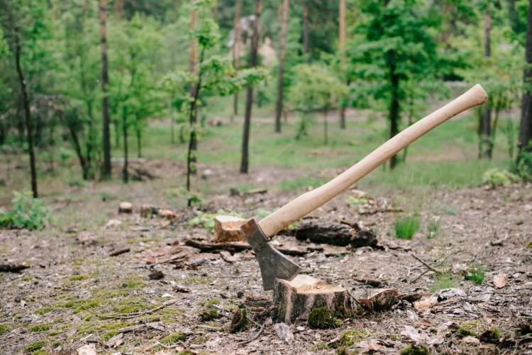 Викорчовувати чи залишити: що робити з пнем на дачі - фото з відкритих джерел