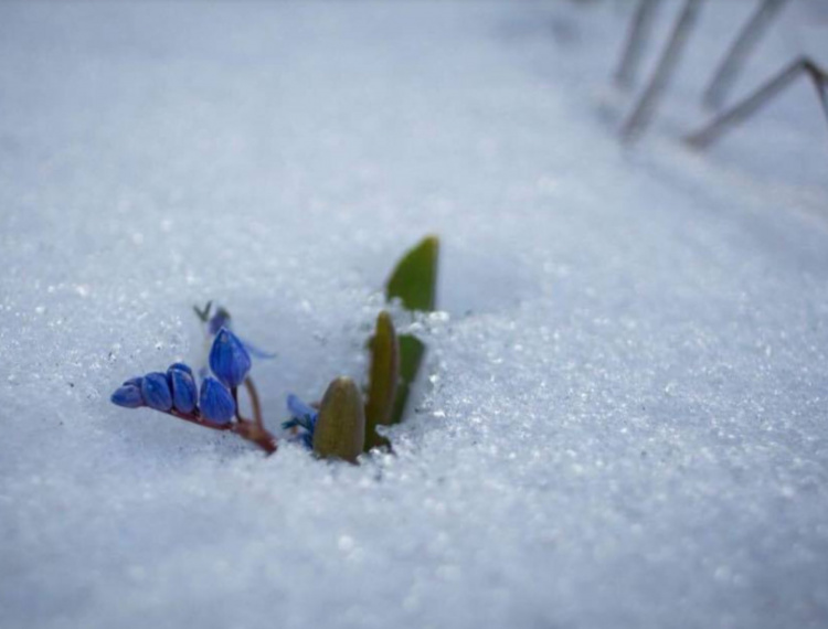 Сніг у квітні - фото ілюстративне з відкритих джерел