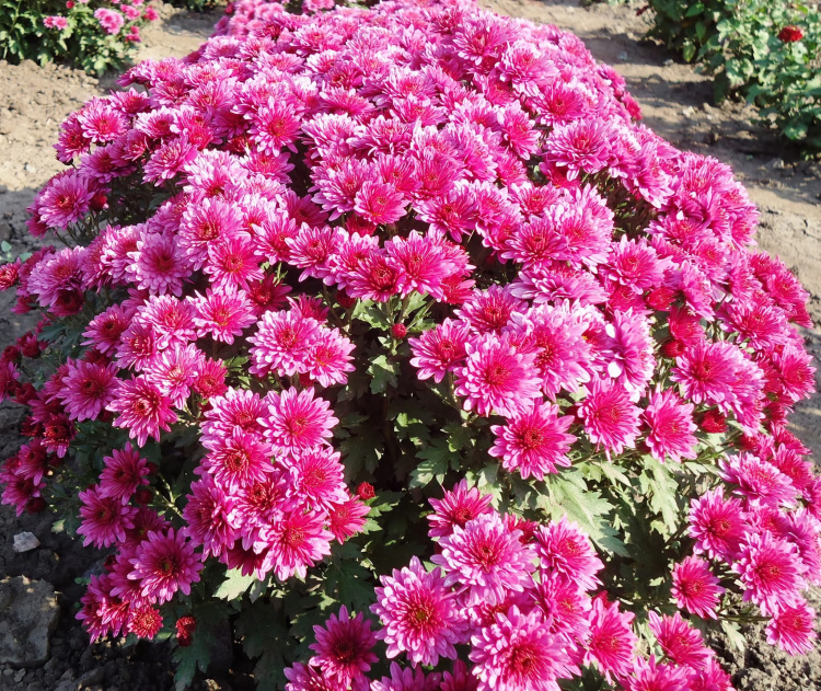 Фото Криворізького ботанічного саду