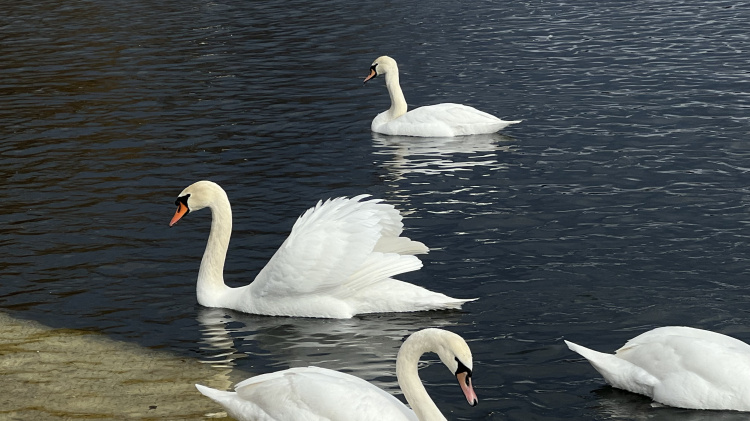Ви тільки подивіться! У Кривому Розі на річці у парку оселилась велика зграя лебедів (ФОТО)