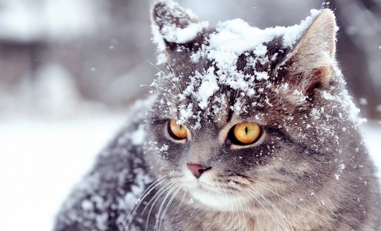 Грудень 2025: скільки відпочиватимуть українці - фото з відкритих джерел