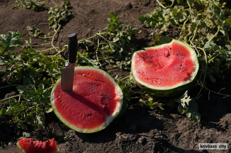 Врожай з присмаком війни: як фермери вирощують кавуни у прифронтовому Марганці на Дніпропетровщині