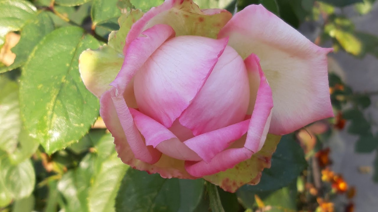 Секрет здорових троянд: крок за кроком осіння обрізка - фото з відкритих джерел