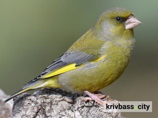 Фото з відкритих джерел