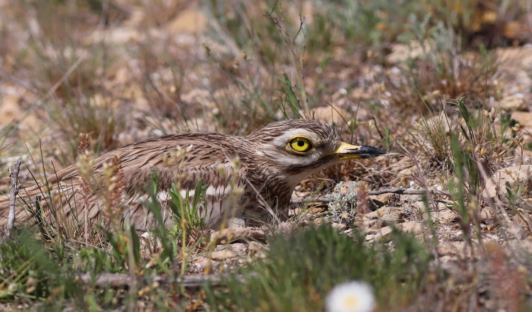 Лежень, фото Віктора Севидова
