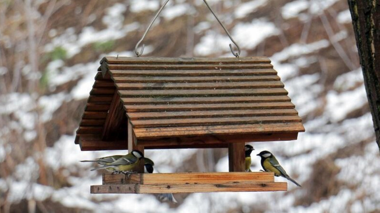 Годівничка - фото ілюстративне з відкритих джерел