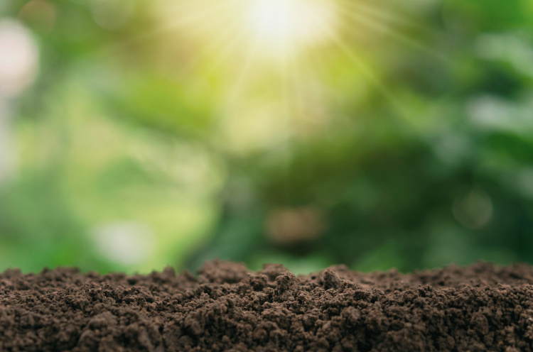 Як зрозуміти, який ґрунт у вас на городі - фото з відкритих джерел