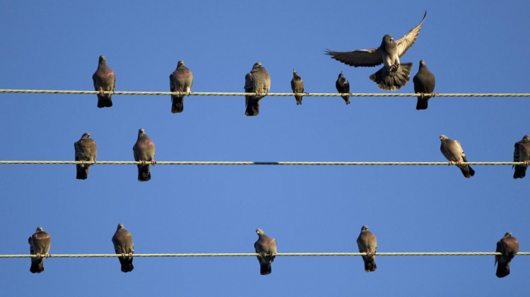 Секрет виживання птахів на електропроводах - фото з відкритих джерел