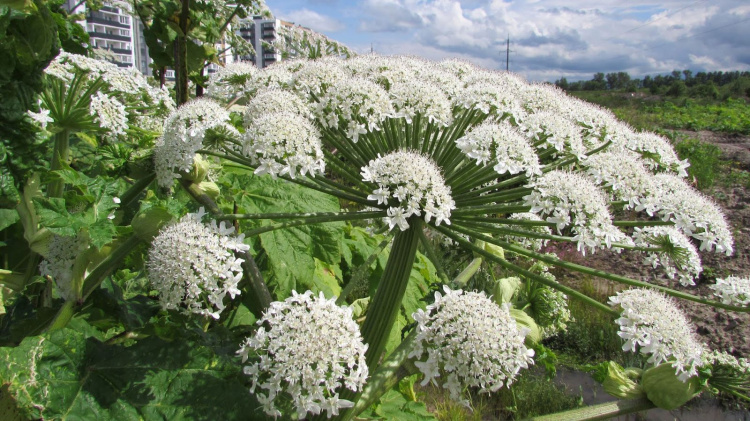 Чому борщівник становить небезпеку - фото з відкритих джерел