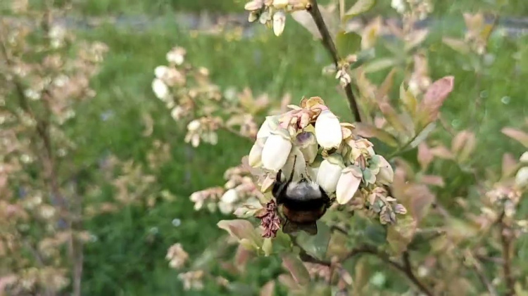 Ручне запилення: секрет рясного врожаю в домашніх умовах - фото з відкритих джерел