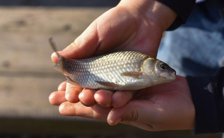 Нові Правила рибальства: на Дніпропетровщині риболовам розповіли, як, де і скільки можна ловити