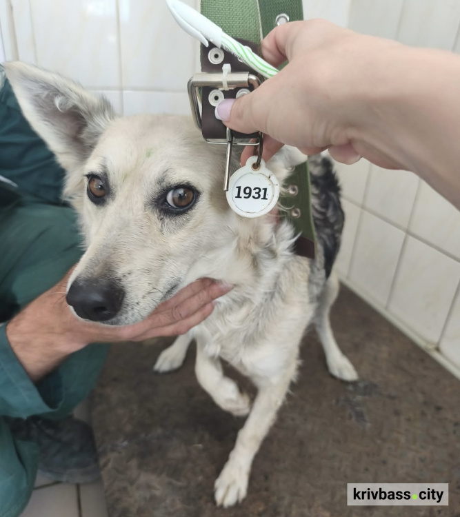 фото Центру поводження з тваринами