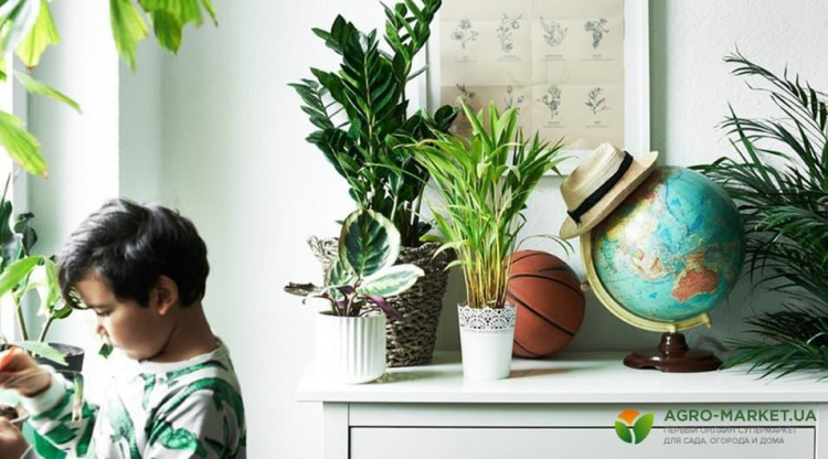 Щоб дитина була здоровою: топ-5 корисних кімнатних рослин для дитячої кімнати