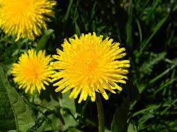 Скоро засяє сонце - фото ілюстративне з відкритих джерел  